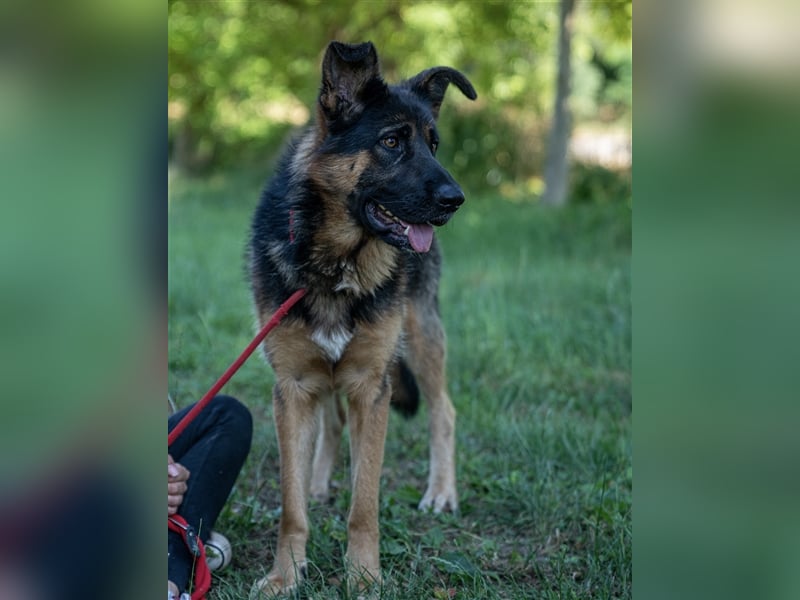 Inspektor Clouseau - Ein Charmeur auf Körbchensuche