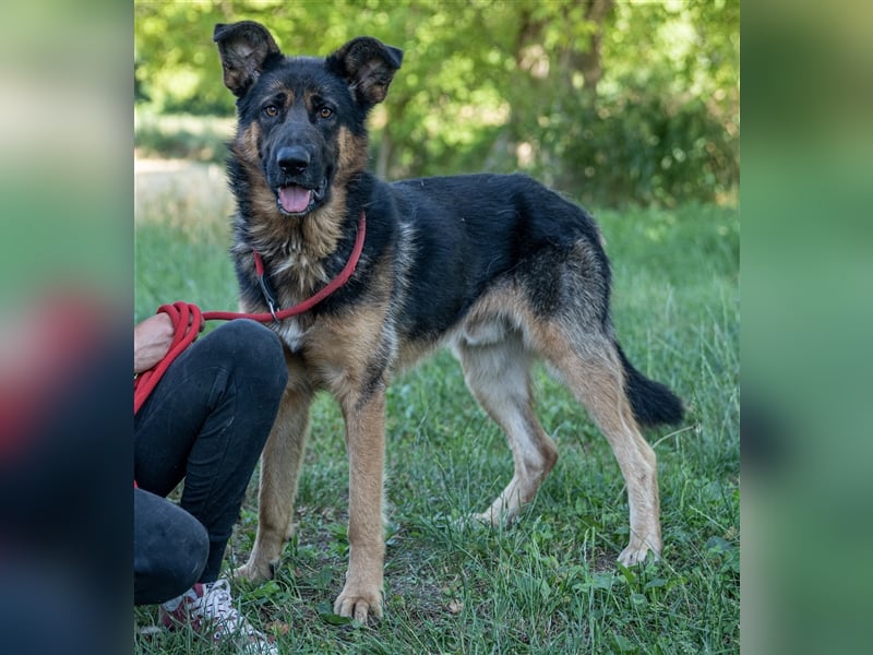 Inspektor Clouseau - Ein Charmeur auf Körbchensuche