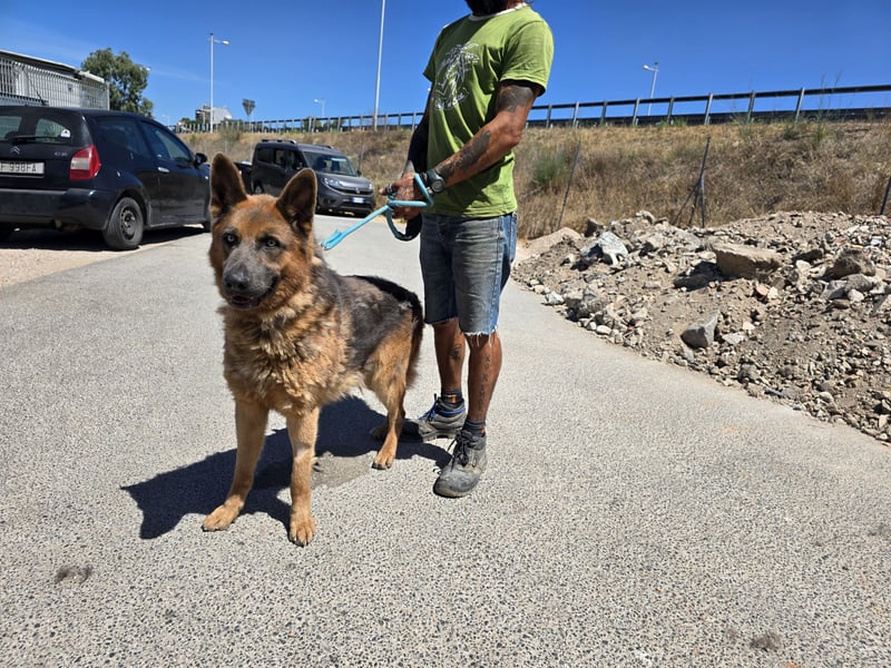Ice:  vergessene Seele sucht  Schäferhund-Freunde