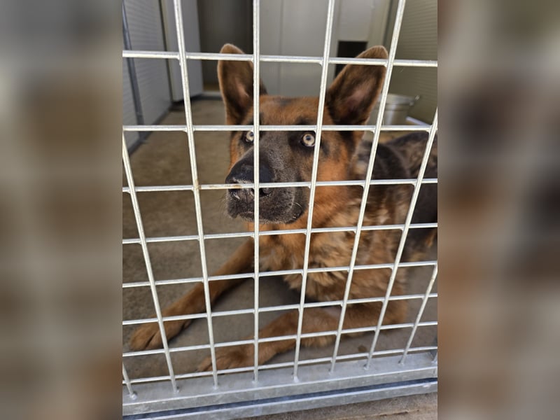 Ice:  vergessene Seele sucht  Schäferhund-Freunde