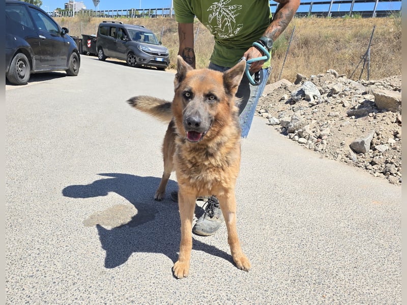 Ice:  vergessene Seele sucht  Schäferhund-Freunde