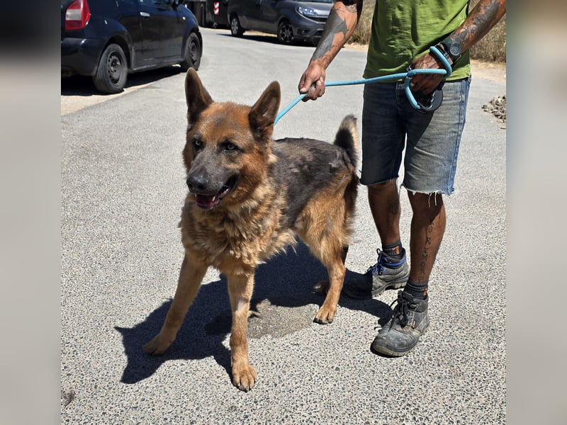 Ice:  vergessene Seele sucht  Schäferhund-Freunde