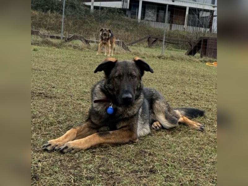 Pia eine tolle hübsche Hündin