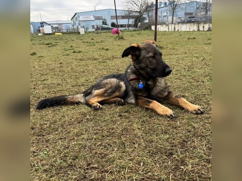 Pia eine tolle hübsche Hündin