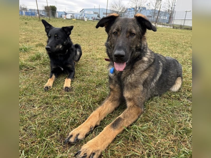 Pia eine tolle hübsche Hündin