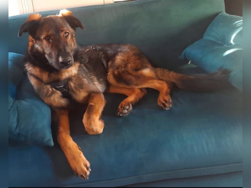 Pia eine tolle hübsche Hündin