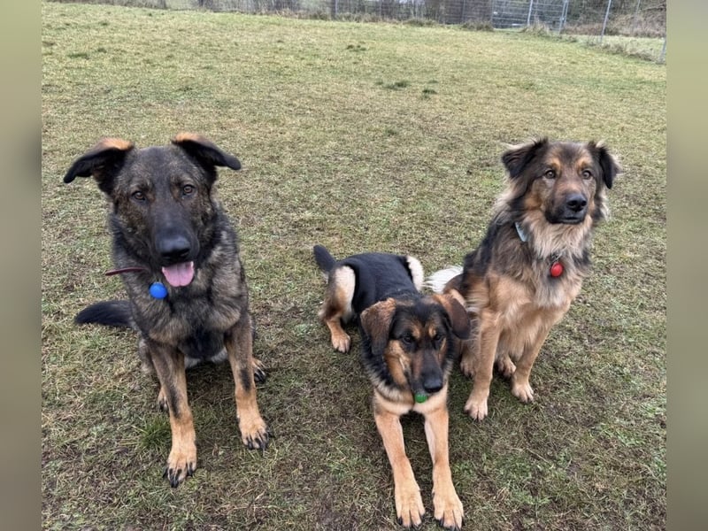 Pia eine tolle hübsche Hündin