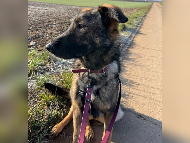 Pia eine tolle hübsche Hündin