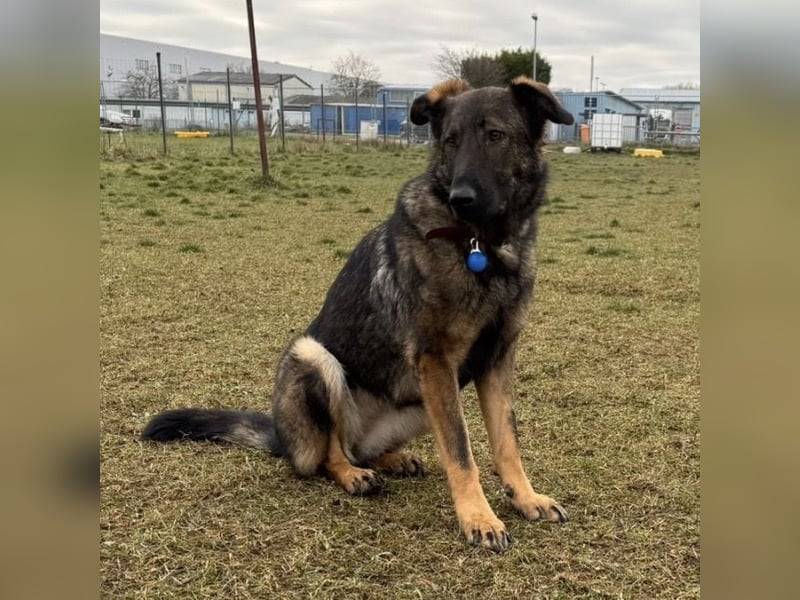 Pia eine tolle hübsche Hündin