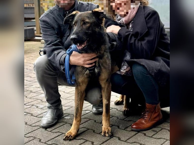 Pia eine tolle hübsche Hündin