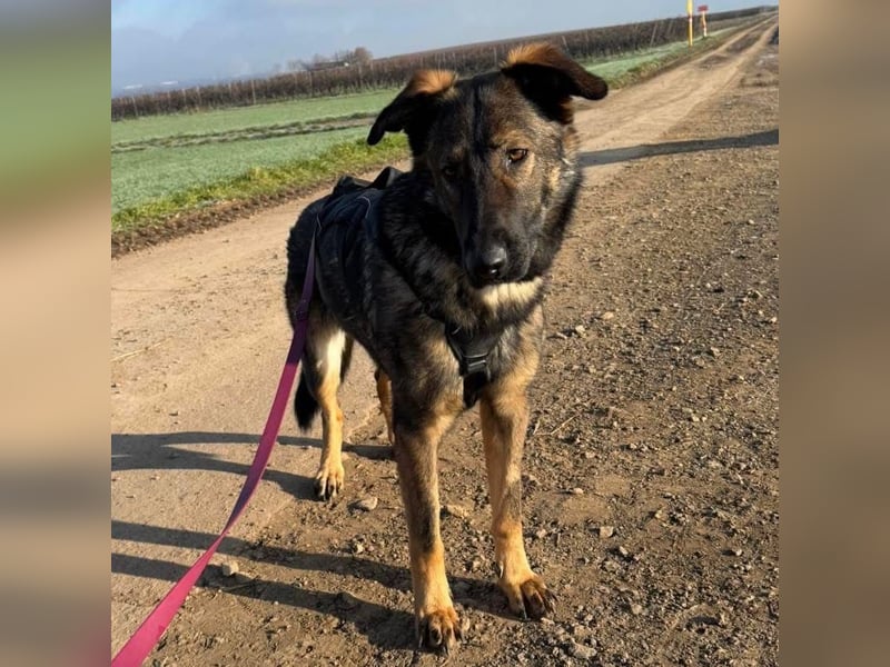 Pia eine tolle hübsche Hündin