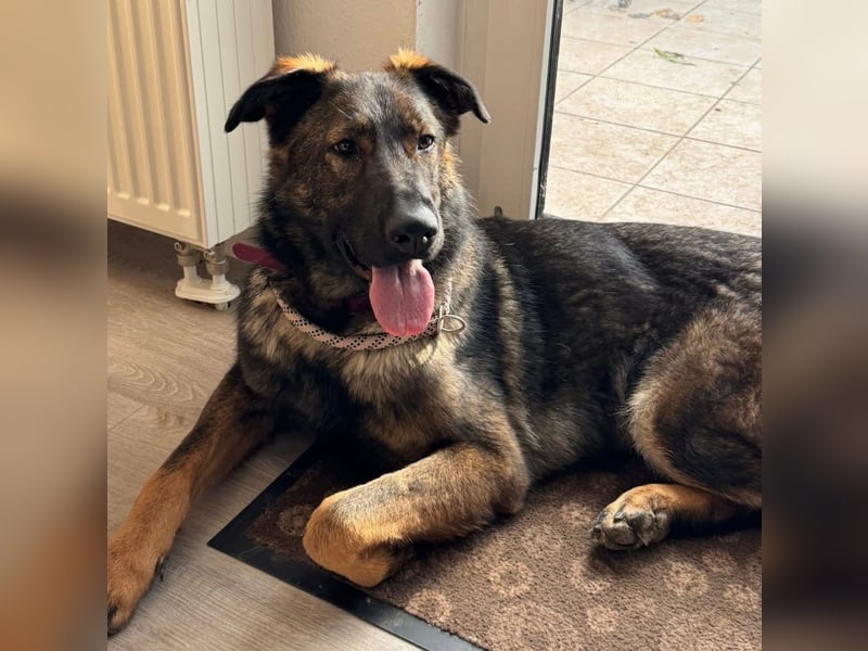 Pia eine tolle hübsche Hündin