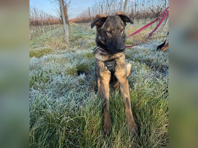 Pia eine tolle hübsche Hündin