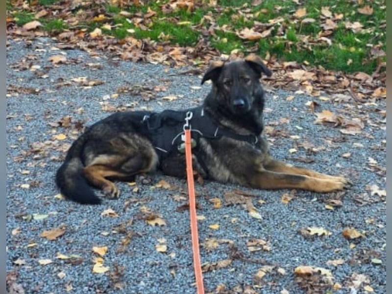 Pia eine tolle hübsche Hündin