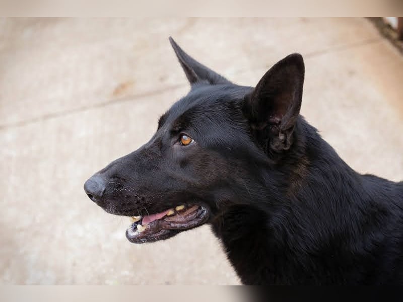 ERIC - freundlicher, neugieriger und gelehriger Rüde sucht Menschen für gemeinsame Abenteuer