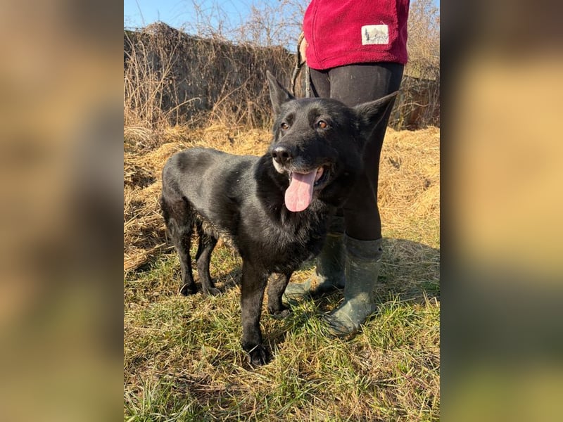 DARK - der gemütliche und gelassene Rüde sucht eine ruhige, entspannte Familie!