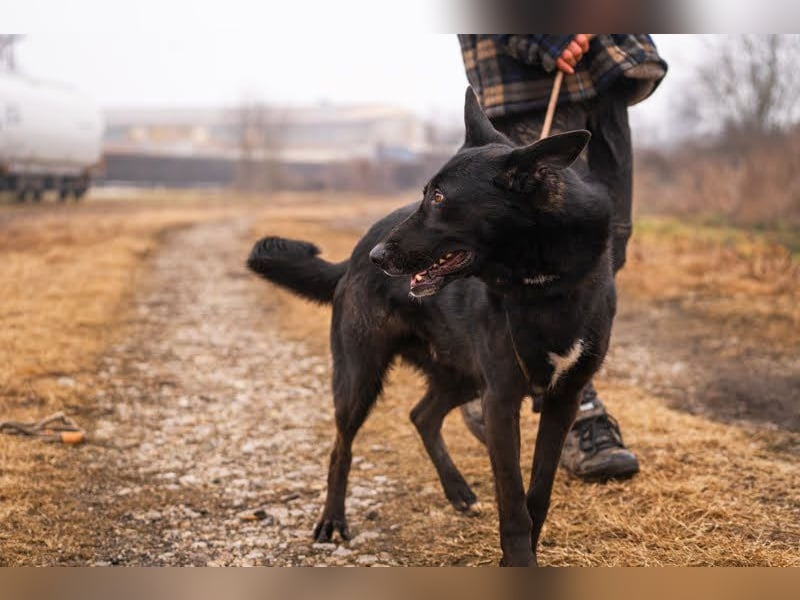 ERIC - freundlicher, neugieriger und gelehriger Rüde sucht Menschen für gemeinsame Abenteuer