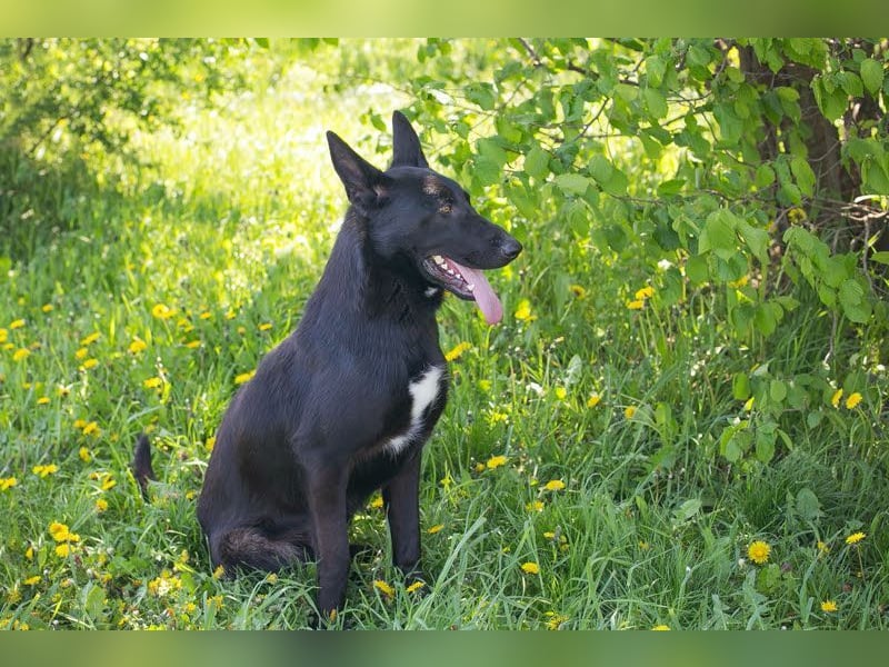 ERIC - freundlicher, neugieriger und gelehriger Rüde sucht Menschen für gemeinsame Abenteuer