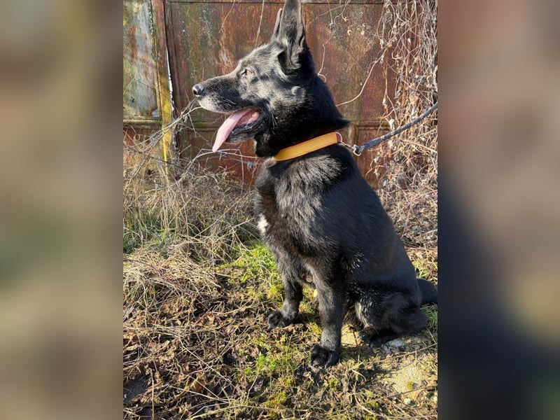 DARK - der gemütliche und gelassene Rüde sucht eine ruhige, entspannte Familie!