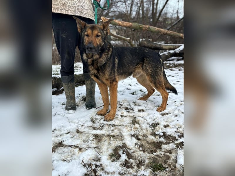 ARAMIS - der fröhliche, anhängliche Rüde freut sich auf eine Familie die ihn liebt und fordert