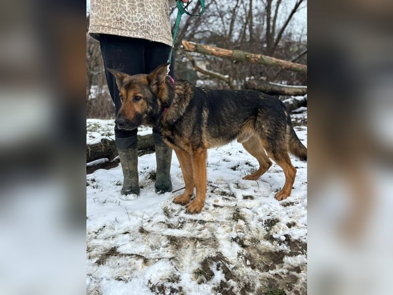 ARAMIS - der fröhliche, anhängliche Rüde freut sich auf eine Familie die ihn liebt und fordert