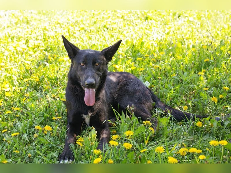 ERIC - freundlicher, neugieriger und gelehriger Rüde sucht Menschen für gemeinsame Abenteuer