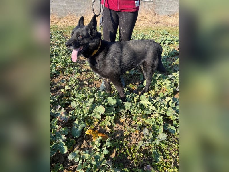 DARK - der gemütliche und gelassene Rüde sucht eine ruhige, entspannte Familie!