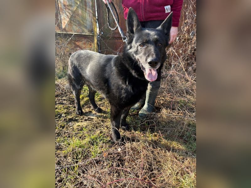 DARK - der gemütliche und gelassene Rüde sucht eine ruhige, entspannte Familie!