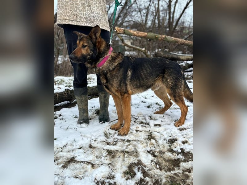 ARAMIS - der fröhliche, anhängliche Rüde freut sich auf eine Familie die ihn liebt und fordert