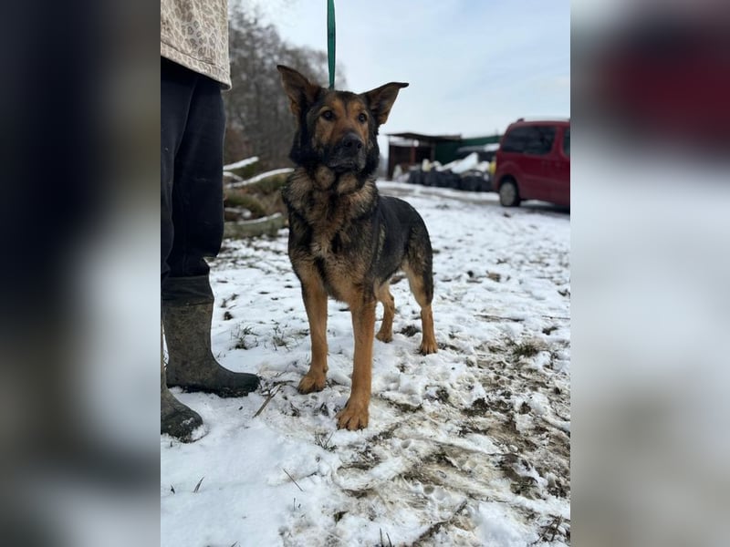 ARAMIS - der fröhliche, anhängliche Rüde freut sich auf eine Familie die ihn liebt und fordert