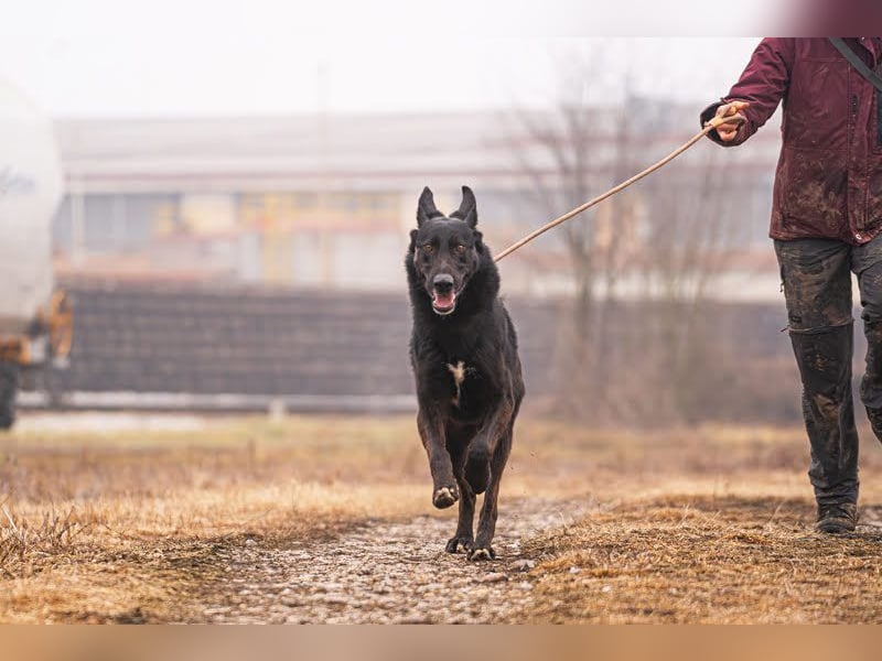 ERIC - freundlicher, neugieriger und gelehriger Rüde sucht Menschen für gemeinsame Abenteuer