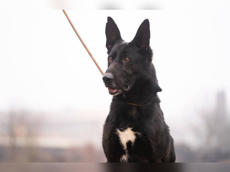 ERIC - freundlicher, neugieriger und gelehriger Rüde sucht Menschen für gemeinsame Abenteuer