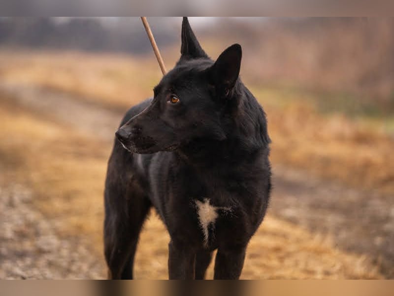 ERIC - freundlicher, neugieriger und gelehriger Rüde sucht Menschen für gemeinsame Abenteuer