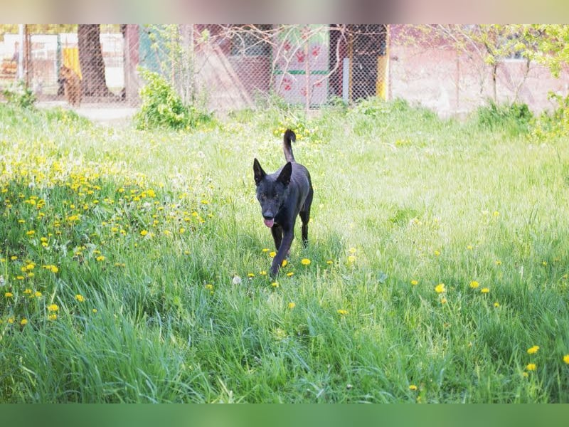 ERIC - freundlicher, neugieriger und gelehriger Rüde sucht Menschen für gemeinsame Abenteuer