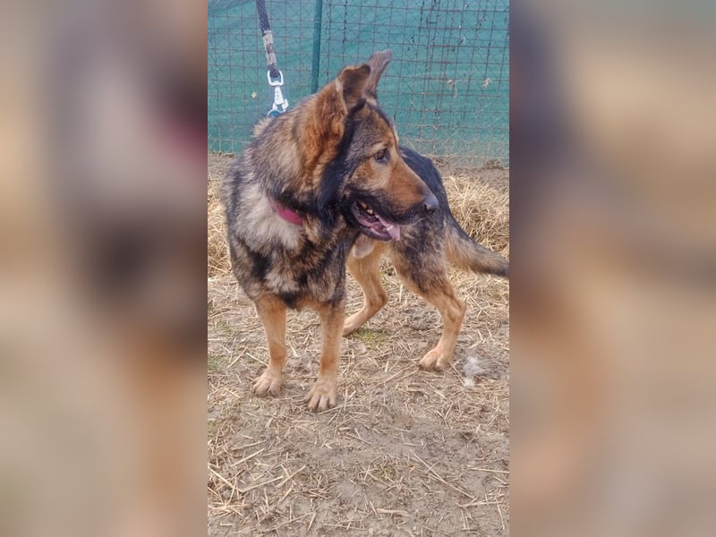 ARAMIS - der fröhliche, anhängliche Rüde freut sich auf eine Familie die ihn liebt und fordert