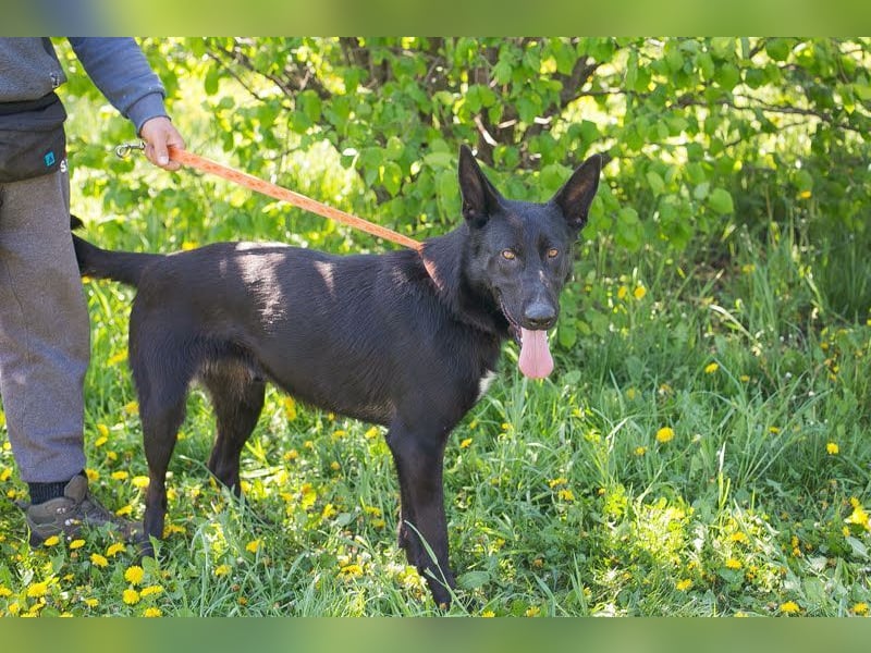 ERIC - freundlicher, neugieriger und gelehriger Rüde sucht Menschen für gemeinsame Abenteuer