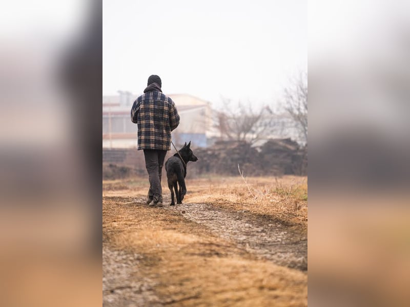 ERIC - freundlicher, neugieriger und gelehriger Rüde sucht Menschen für gemeinsame Abenteuer