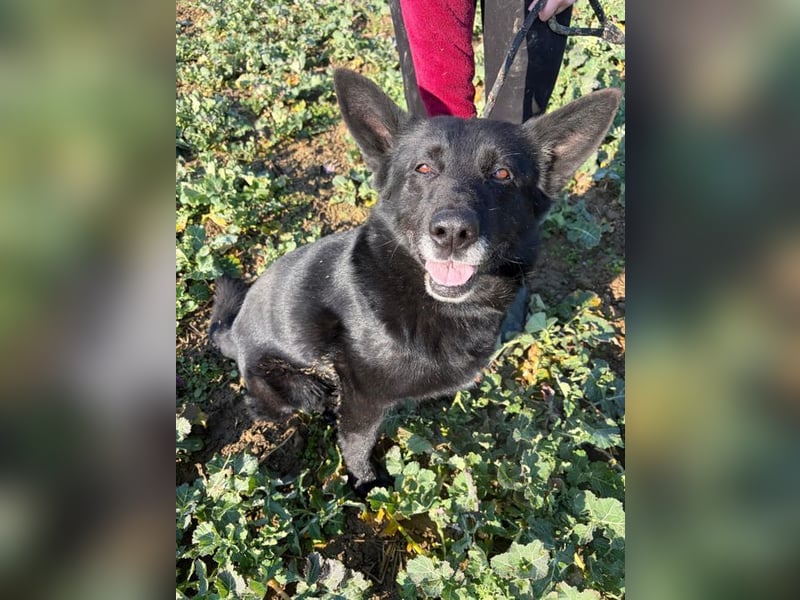 DARK - der gemütliche und gelassene Rüde sucht eine ruhige, entspannte Familie!