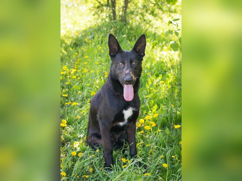 ERIC - freundlicher, neugieriger und gelehriger Rüde sucht Menschen für gemeinsame Abenteuer