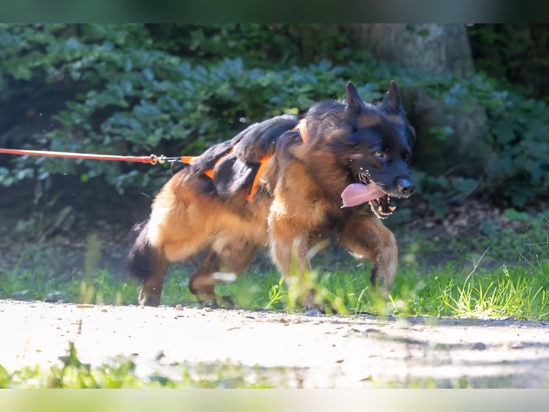 DECKRÜDE Deutscher Schäferhund Langstockhaar mit Unterwolle