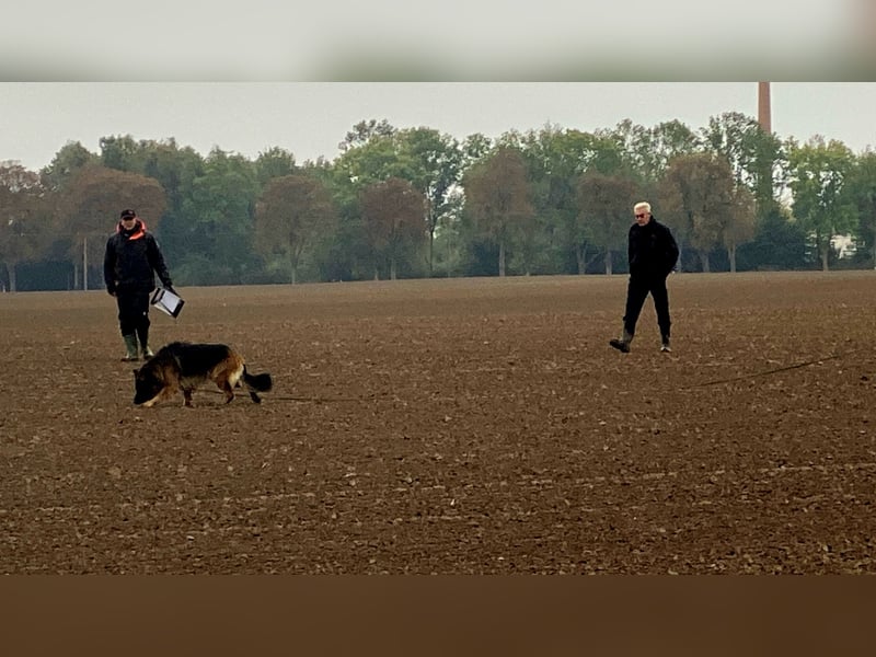 DECKRÜDE Deutscher Schäferhund Langstockhaar mit Unterwolle