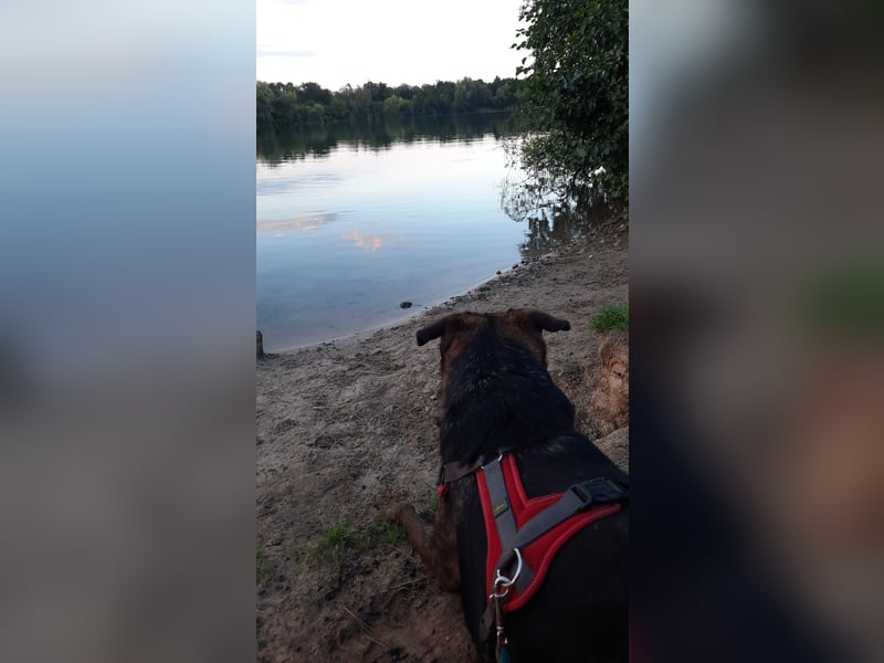 Liebevoller Deutscher Schäferhund - Mix sucht liebevolles und erfahrenes neues Zuhause