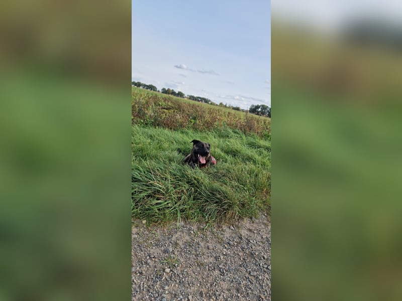 Liebevoller Deutscher Schäferhund - Mix sucht liebevolles und erfahrenes neues Zuhause