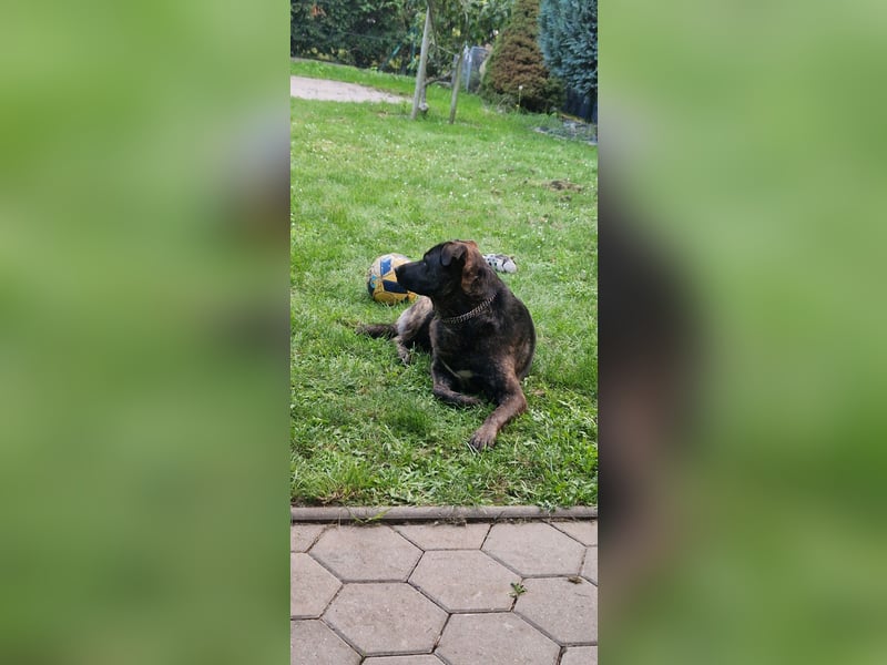 Liebevoller Deutscher Schäferhund - Mix sucht liebevolles und erfahrenes neues Zuhause
