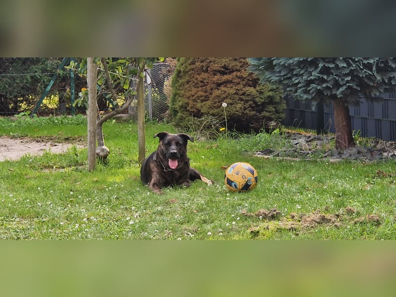 Liebevoller Deutscher Schäferhund - Mix sucht liebevolles und erfahrenes neues Zuhause