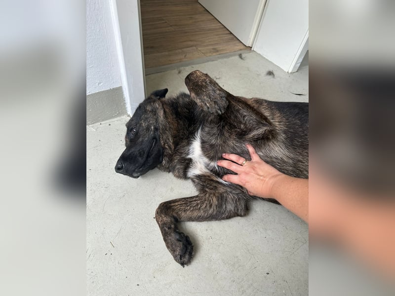 Liebevoller Deutscher Schäferhund - Mix sucht liebevolles und erfahrenes neues Zuhause