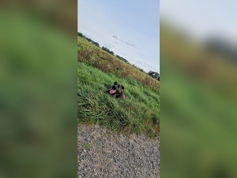 Liebevoller Deutscher Schäferhund - Mix sucht liebevolles und erfahrenes neues Zuhause