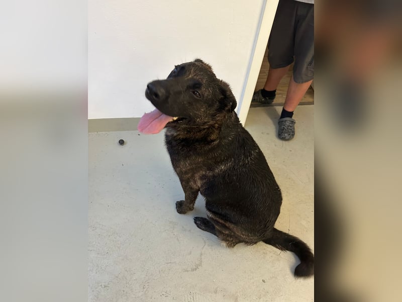 Liebevoller Deutscher Schäferhund - Mix sucht liebevolles und erfahrenes neues Zuhause