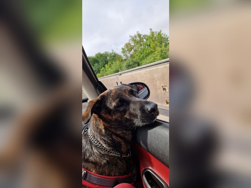 Liebevoller Deutscher Schäferhund - Mix sucht liebevolles und erfahrenes neues Zuhause