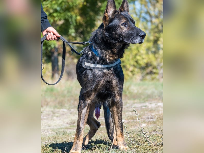 Bendi SI - freundlich, sanft